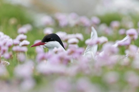 Arctic Tern