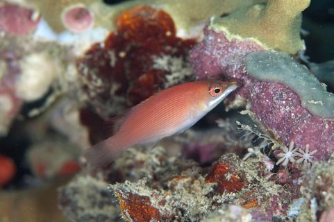 Stripe wrasse