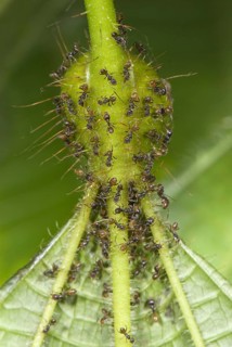 Ant