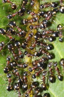 Tree-living Ant