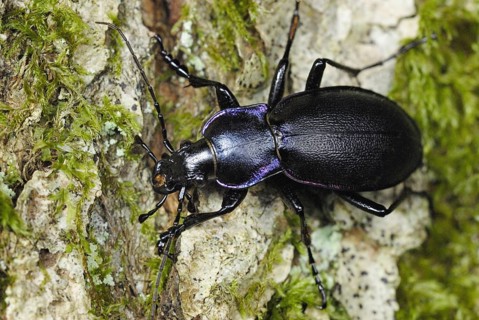 Violet Ground Beetle