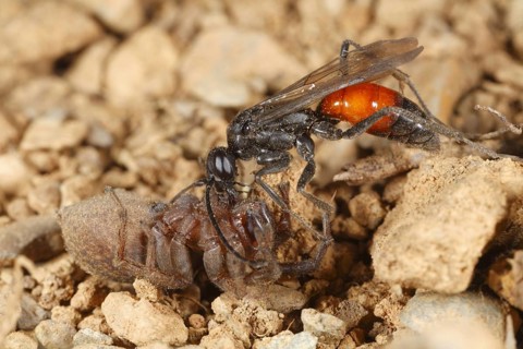 Spider-hunting wasp