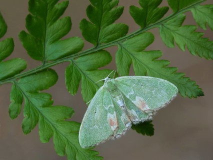 Pustule moth