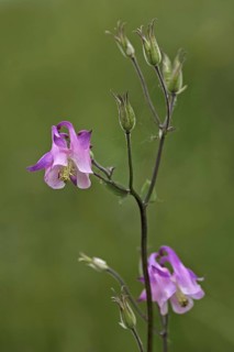 Common aquilegia atrata