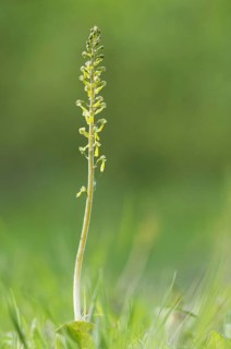 Common common twayblade