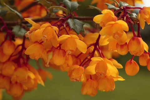 Darwin's darwin's barberry