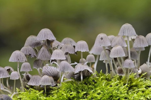 Fairy Inkcap