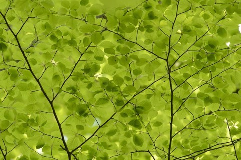 Common Beech
