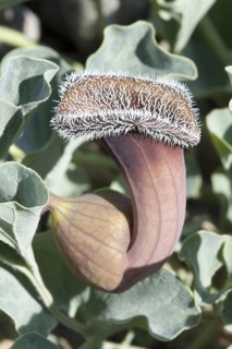Chilean Dutchman's pipe