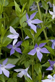 Sardinian Periwinkle