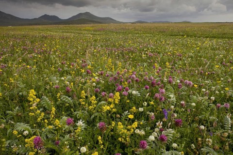 Machair habitat with red clover and lady's bedstraw