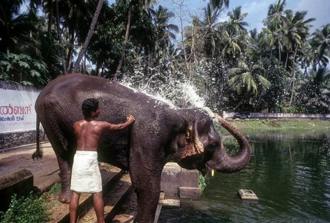 The temple elephant taking bath with the help of Mahout in the pond at Thiruvananthapuram or Trivandram