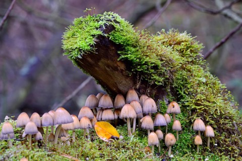 Stump fairy helmet