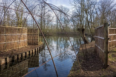 Duck decoy structure used to catch wild ducks
