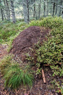 Old overgrown anthill of the red forest ant