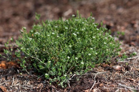 Quendel sandwort