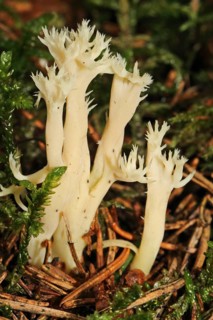 White coral mushroom