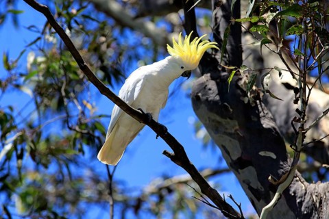 Sulphur-crested cockatoo