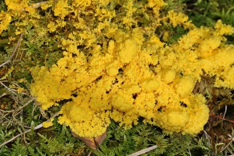 Yellow tan