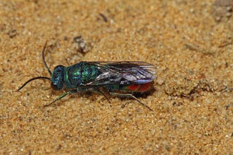 Blue-green gold wasp