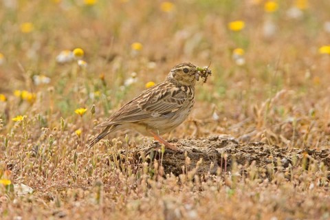 Woodlark