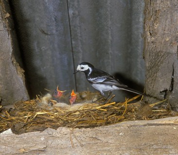 Pied Wagtail