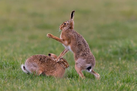European Hare
