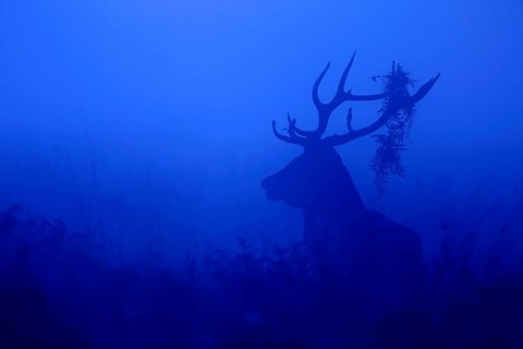 Red Deer
