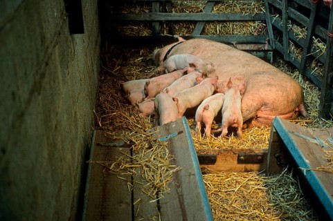 Domestic Pig