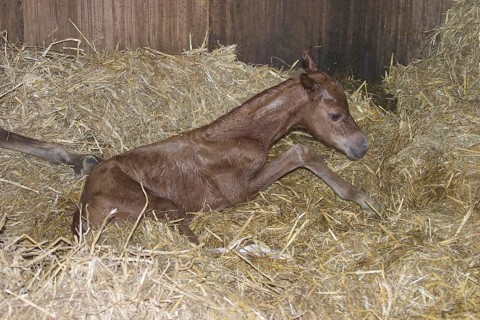 Welsh Section B born