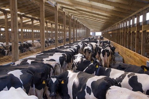 Dairy farming