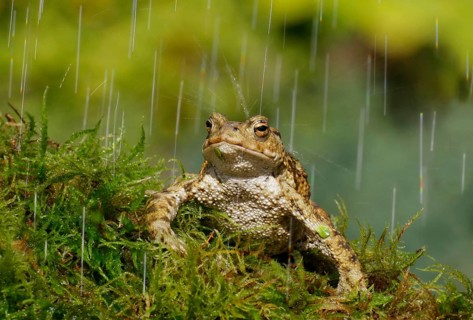 Common toad