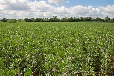Vetch