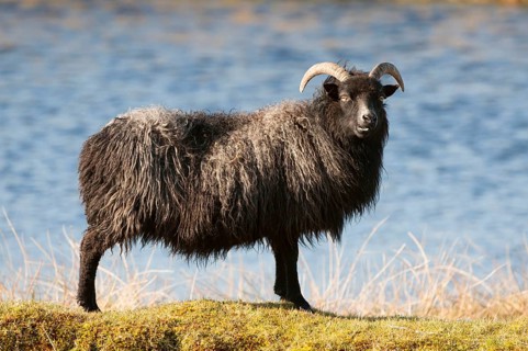 Domestic Sheep