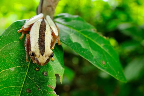 Banana frog