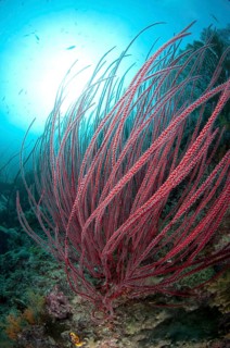Whip gorgonian