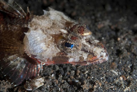Crocodilefish
