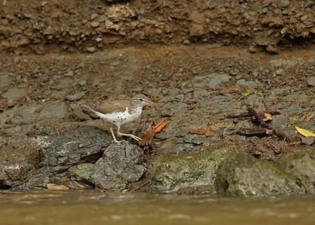 Spotted Sandpiper