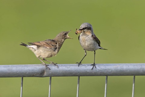 Northern northern wheatear