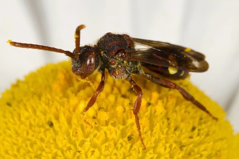 Red-horned nomad bee