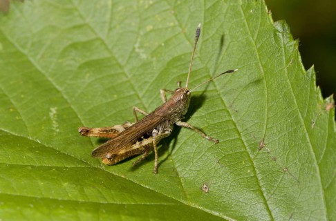 Red clubworm