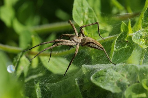 List spider