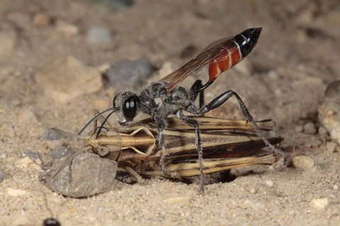 Sand Wasp