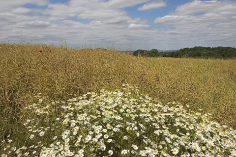 Scentless Mayweed