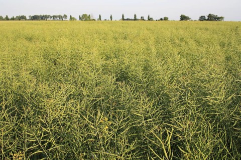 Oilseed Rape