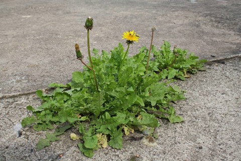 Common Dandelion