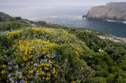 Small-flowered broom