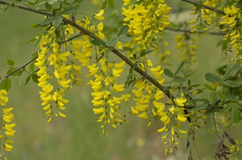 Common Laburnum