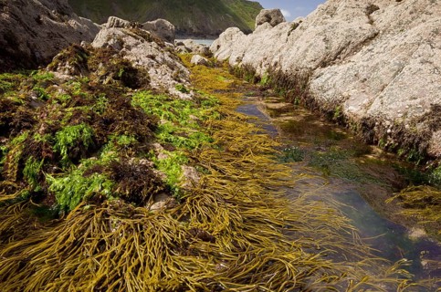 Brown tuning forkwort
