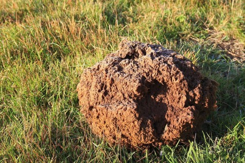 Giant giant puffball